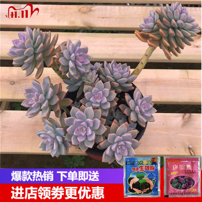 新品淡雪 幽灵公主 大棵群生老桩清棚巨大多肉植物T组合 四季好