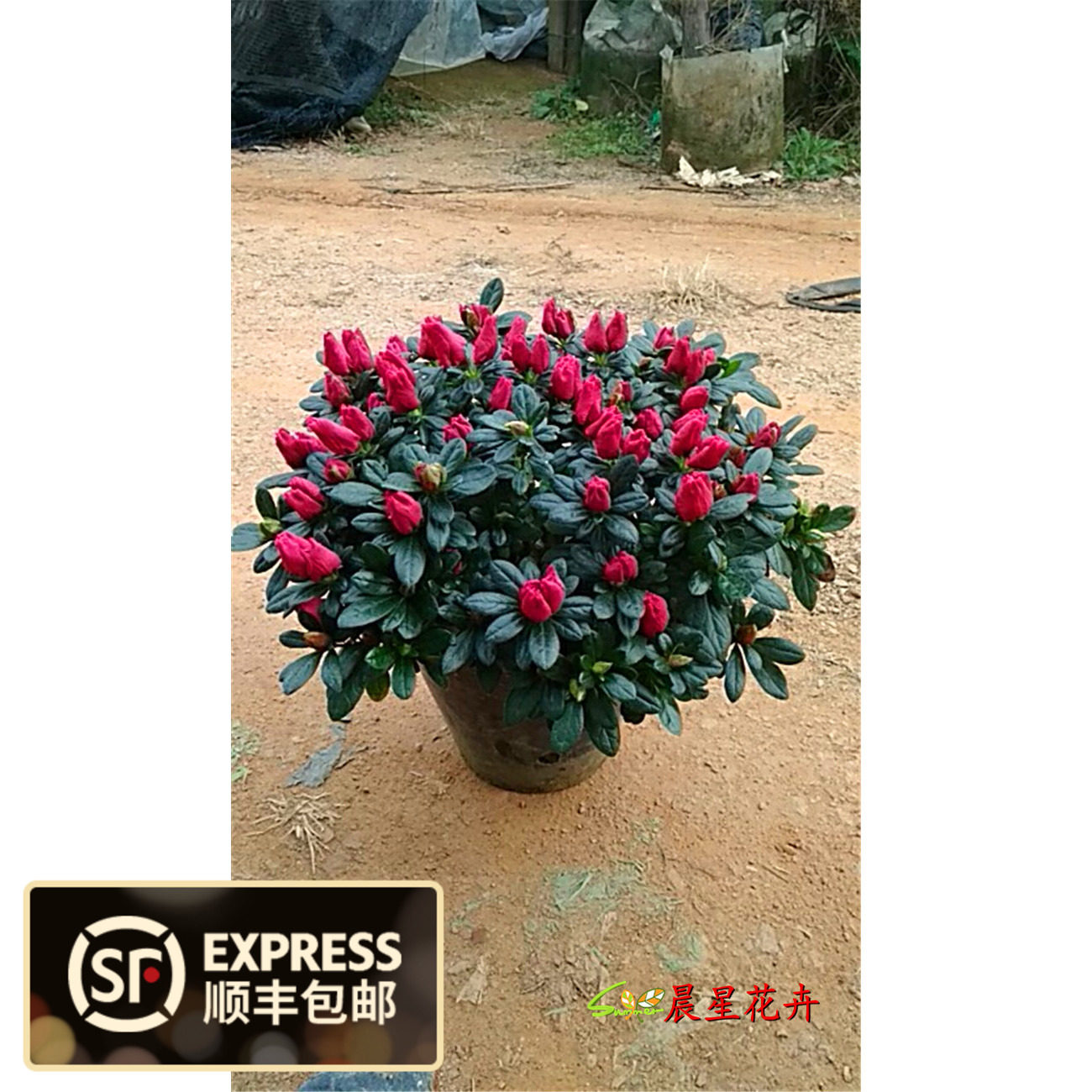 杜鹃花四季开花不断室内花室外庭院阳台花卉盆栽客厅室内花开花