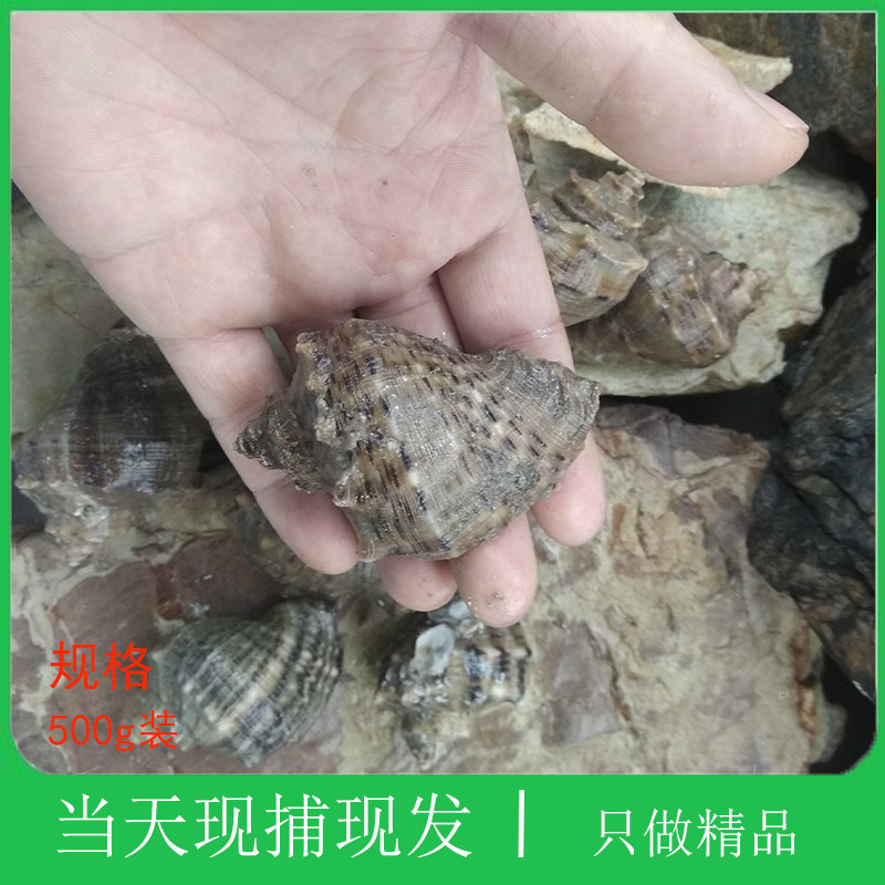 大连特产海鲜贝类新鲜花螺小响螺烧烤活体宴会聚餐鲜活海螺