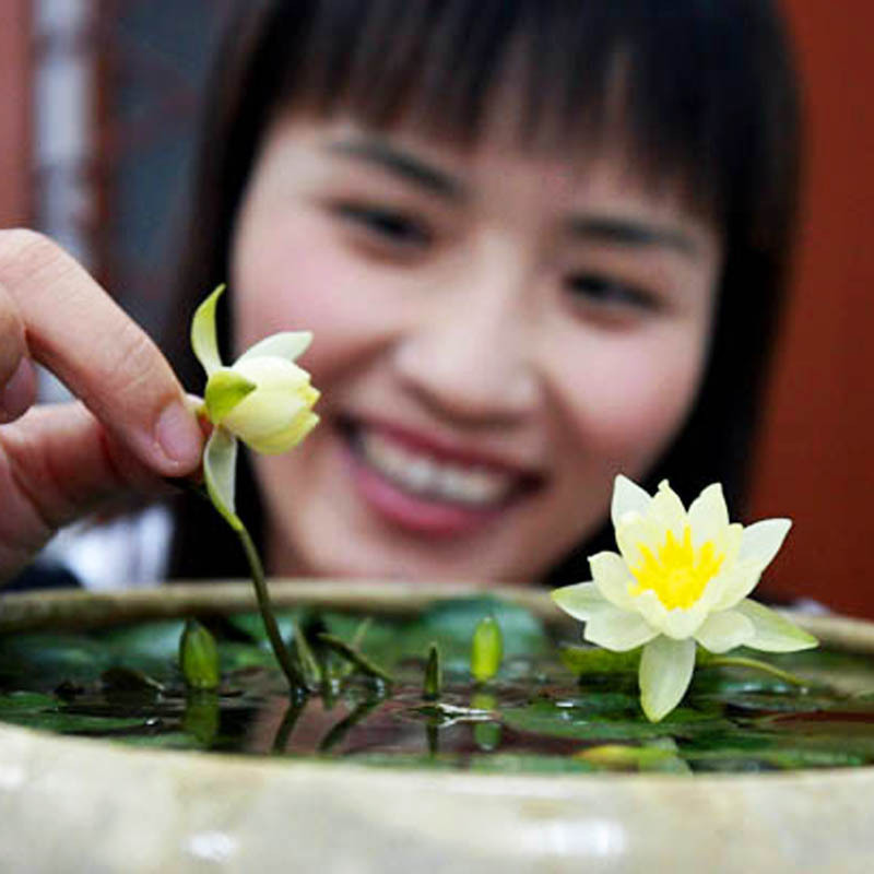 迷你睡莲 水培 根块含盆花卉y 根茎水培小碗莲根块 室内盆栽植物