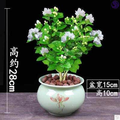 不怕晒的花多少钱 不怕晒的花价格 小麦优选