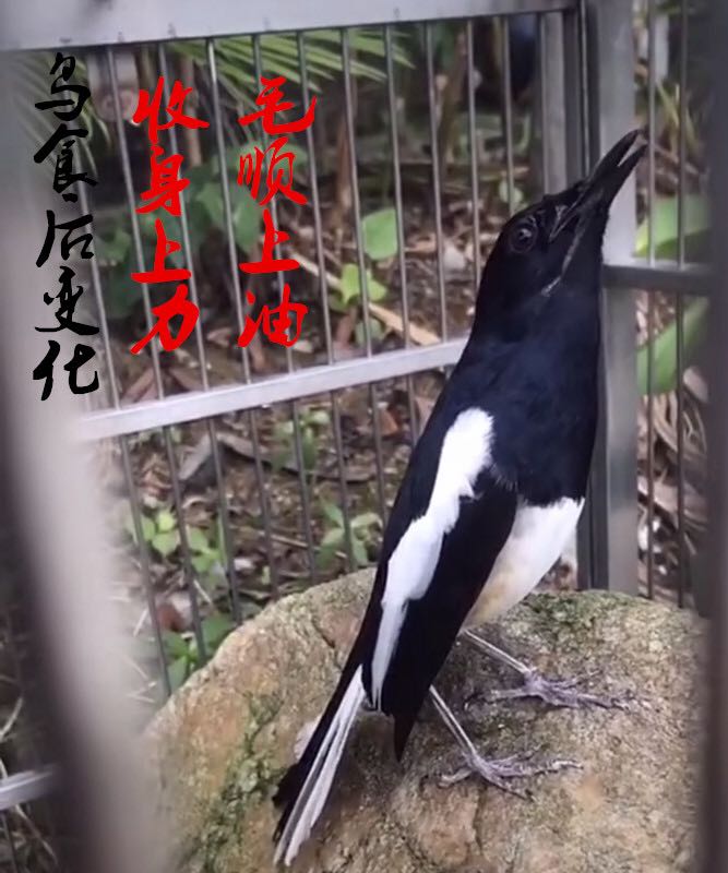劲抽鸟食四喜鸟食饲料吱喳鸟料黑白四喜长尾四喜提性