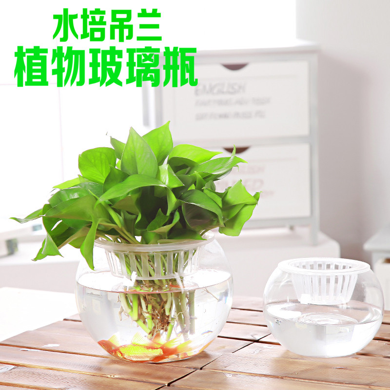 极速大号玻璃花瓶透明水培绿萝植B物花盆水养绿箩花瓶创意摆件客