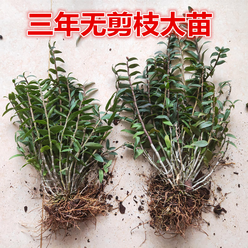 【6月开花季 】3年生红杆铁皮石斛苗盆栽 办公室用非霍山室内