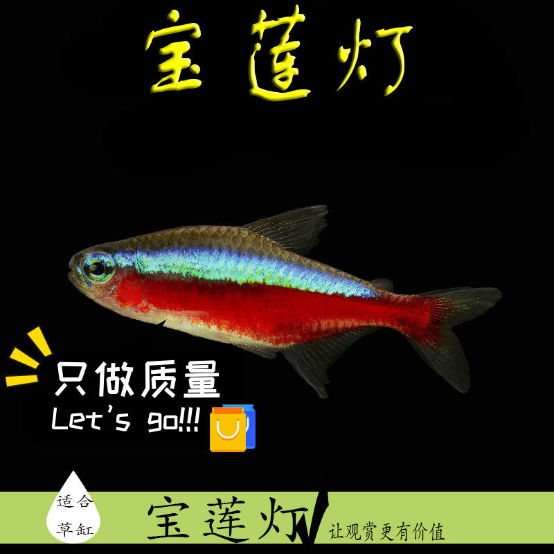 速发宝赏灯草莲标配群游热带鱼灯科鱼灯鱼群游观缸鱼鱼苗淡水