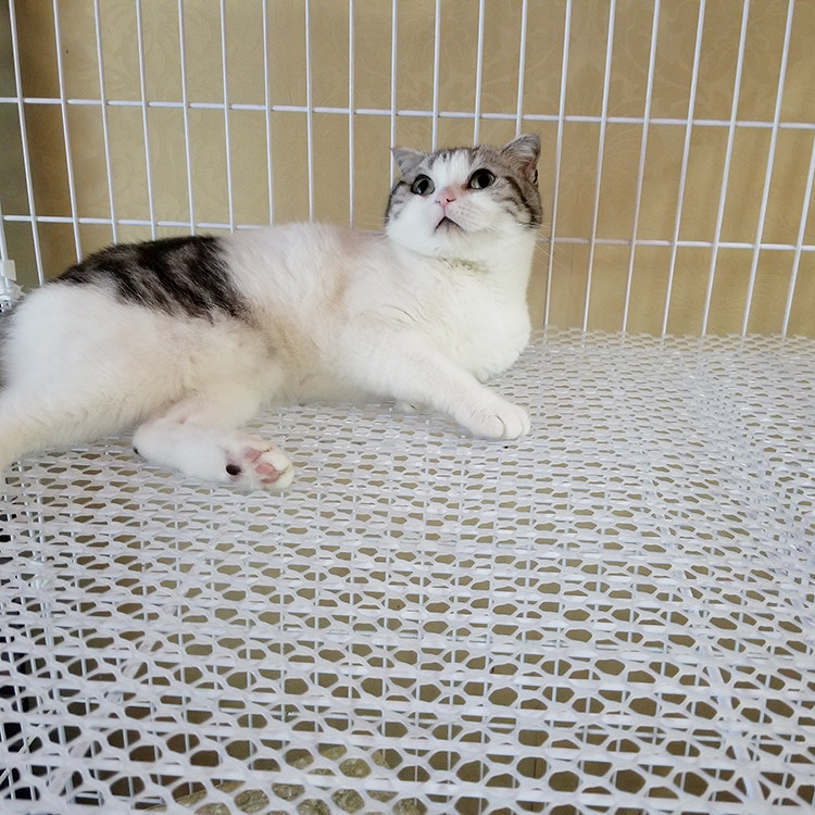 热销定制塑料养殖网獒运猫笼脚垫宠E物狗笼镂空垫子养鸽鸡鸭阳台