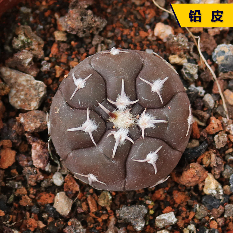 铅皮实生仙人球稀有紫皮趴刺贵货仙人掌多肉植物好养活易度夏盆栽