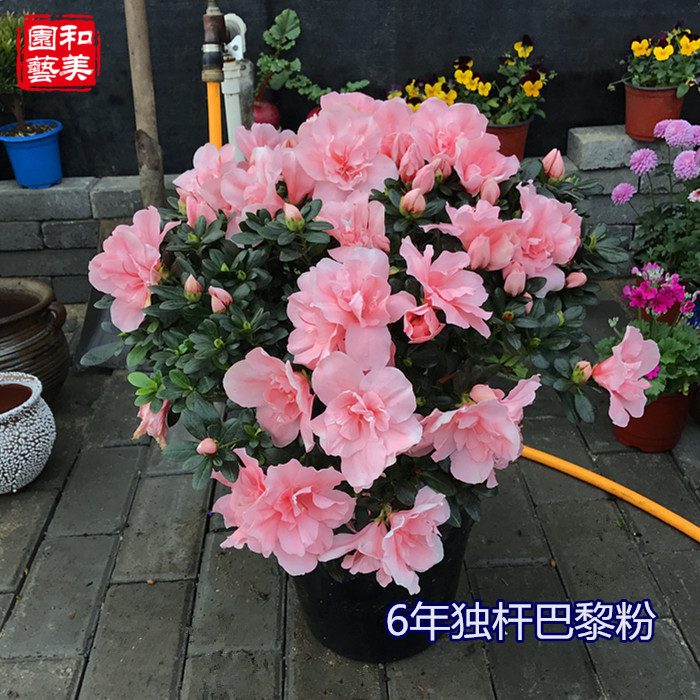 杜鹃花盆栽 年宵花卉 西洋杜鹃映山红 腊皮杜鹃带花发货 包邮
