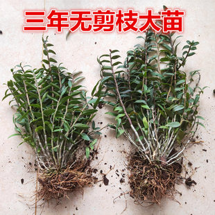 办公室用非霍山室内 6月开花季 3年生红杆铁皮石斛苗盆栽