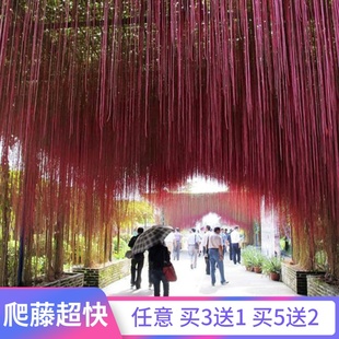 速发一帘幽梦锦屏藤庭院台贵藤攀援植物富爬帘蔓地榕帘珠藤龙须藤