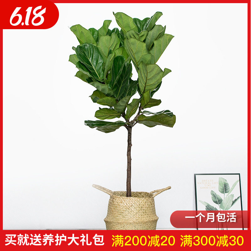 北欧ins大叶琴叶榕植物橡皮树四季常青室内好养绿植客厅盆栽花卉