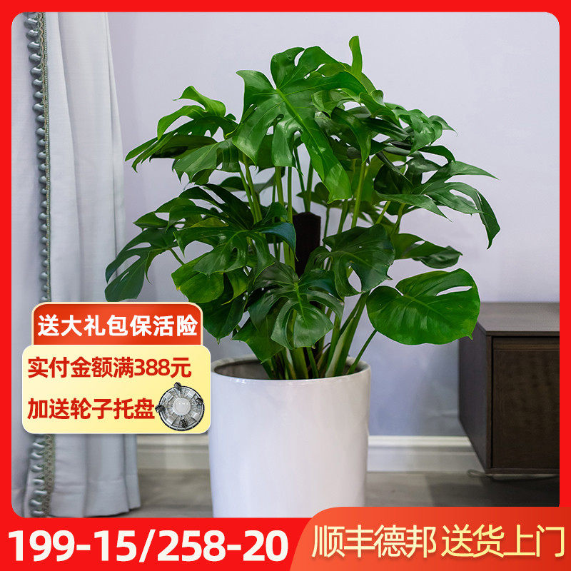 龟背竹盆栽网红叶绿植吸甲醛清新空气植物好养室内型绿植