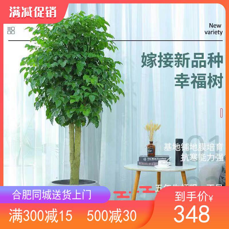 开业乔迁送礼大型幸福树盆栽植物室内客厅办公花卉绿宝树绿植盆景