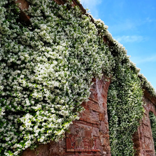 风车茉莉爬藤花卉植物络石藤苗庭院盆栽四季常青银丝茉莉藤蔓耐寒