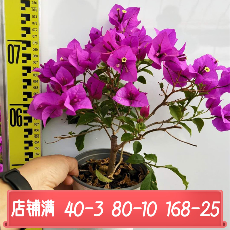 三角梅云南紫带花发货盆栽大苗安格斯四季花卉绿樱爬藤重瓣盆景巴