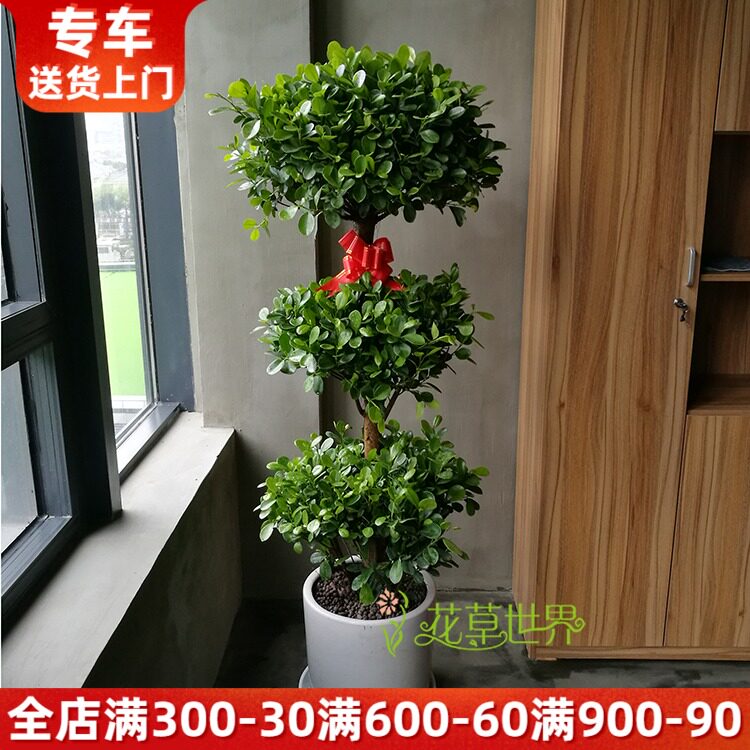 1.7米金钱榕盆栽 榕树大型观叶植物 喜光绿植客厅阳台办公室摆放