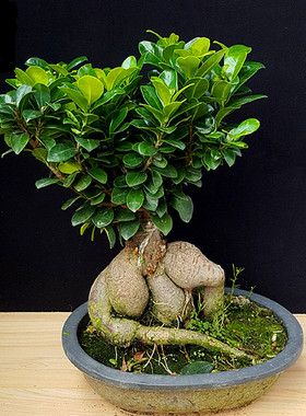 耐阴花木绿植榕树室内桌面小榕树发财树花卉人参榕大型盆景带盆栽