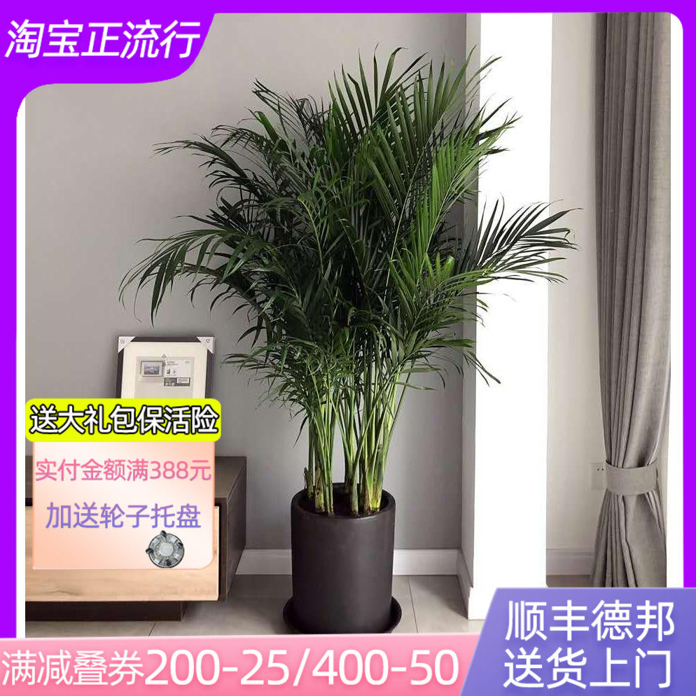 富贵椰子散尾葵凤尾竹盆栽办公室客厅室内四季常青大型绿植物包邮