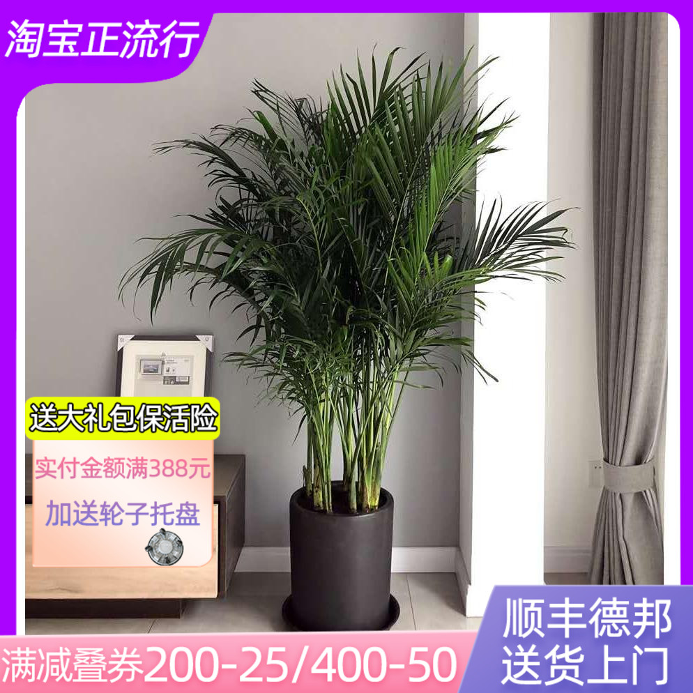 富贵椰子散尾葵凤尾竹盆栽办公室客厅室内四季常青大型绿植物包邮