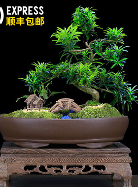 小叶雀舌罗汉松盆景树桩造型老桩植物室内绿植客厅迎客松四季常青