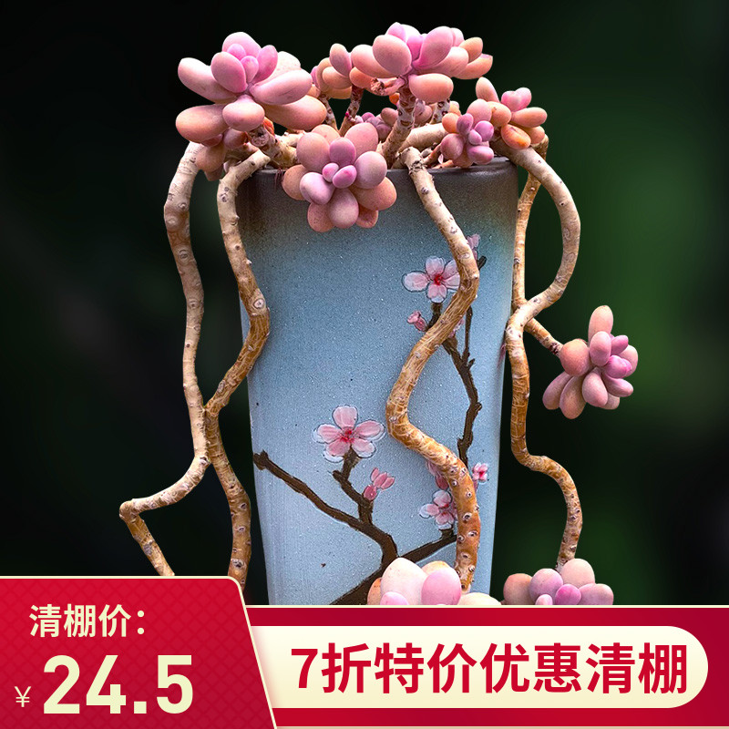 圆滚滚桃蛋桃f之卵群生7年悬崖老桩热门多肉植物精品一物一拍向阳