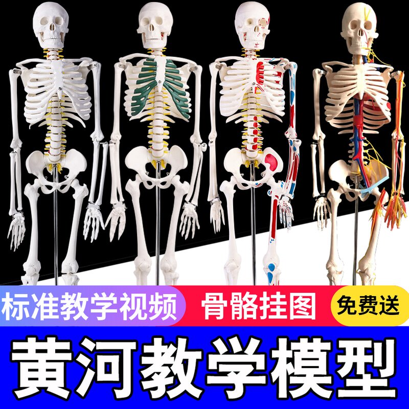45 85 170cm人体骨骼模型骨架人体模型成人小白骷W髅教学脊椎全身