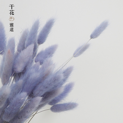 彩色兔尾草干花室内田园装饰客厅摆设天然干燥花狗尾巴草花束干草