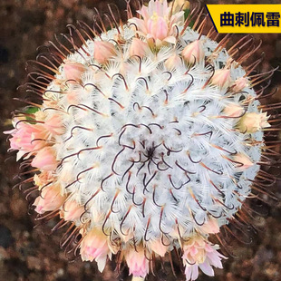 曲刺佩雷仙人球 稀有粉花勾刺乳突球属仙掌人多物桌面