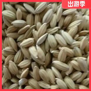 枭龙鸽粮厂直销新稻谷圆粒籽无杂质鸟食清除饲料0斤不