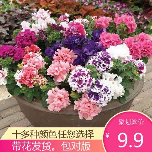 重瓣矮牵b牛 带花发货 四季开花旋转双瀑布系列室内阳台客厅多年