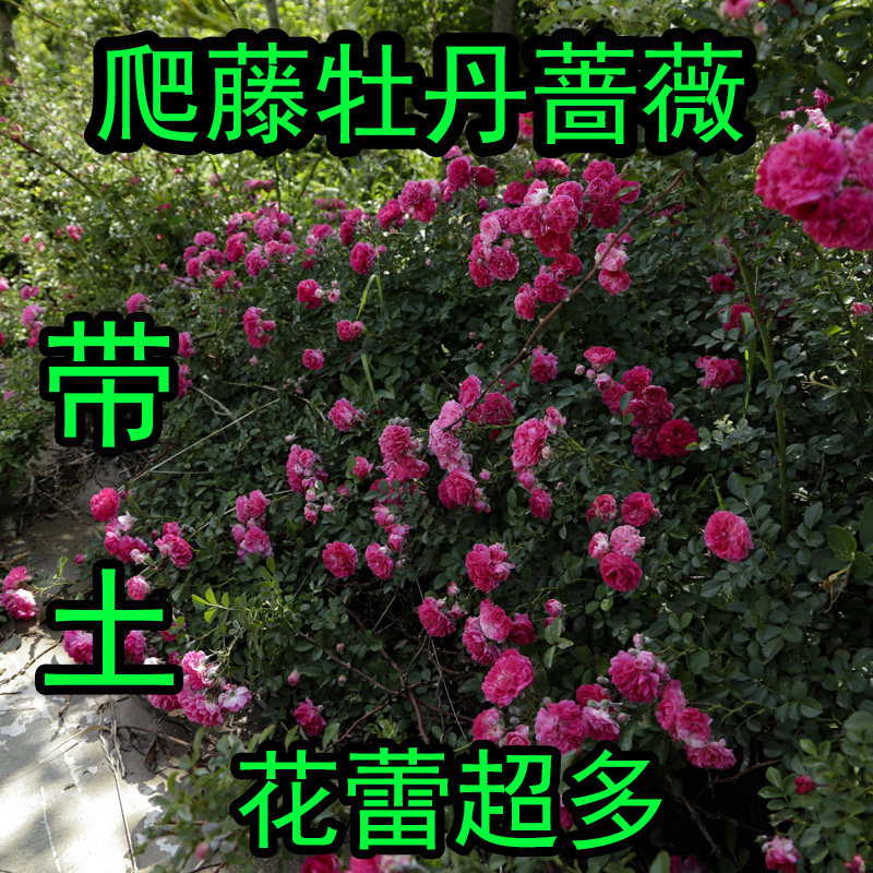 老王苗木爬藤多花蔷薇树苗月季室内庭院阳台开花花卉攀援植物别墅