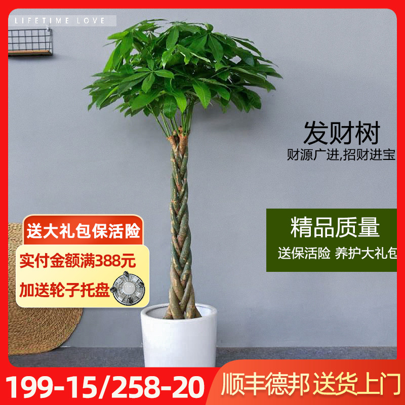 辫子发财树盆栽 包邮麻花盆景绿植常用室内除甲醛乔迁送礼植物