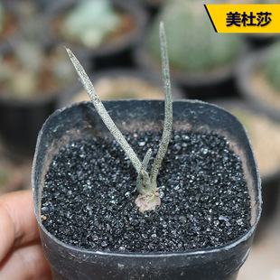 美杜莎实生多肉植物 稀缺冷门开花趣味块根植物桌面防辐射小盆栽