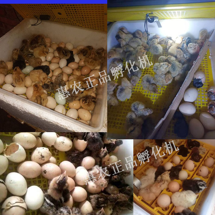 鸡蛋孵化设备布小鸡机器乳化箱微型孵化机全自动抱蛋箱电包鸡蛋