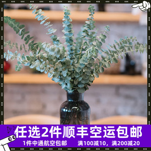 尤加利叶新鲜鲜花云南直发直批家用批 发配叶斗南花市基地花卉市