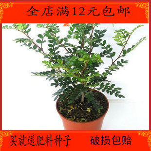 低价销售 室内盆栽植物 清香木 苗 四季长青会自然发出清香的香气