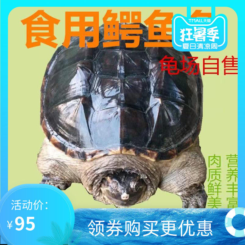 食用小鳄龟北美杂佛鳄鱼龟宠物乌龟种龟特大型煲汤肉龟活体外塘龟