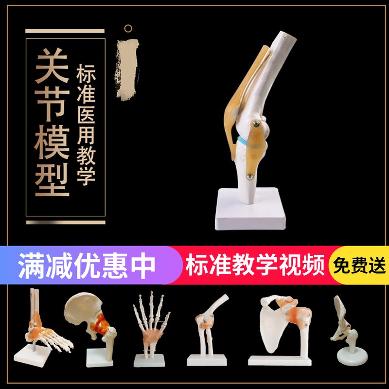 人体膝关节模型肩关节肘关节手关节脚关节髋M关节模型1:1骨骼模型