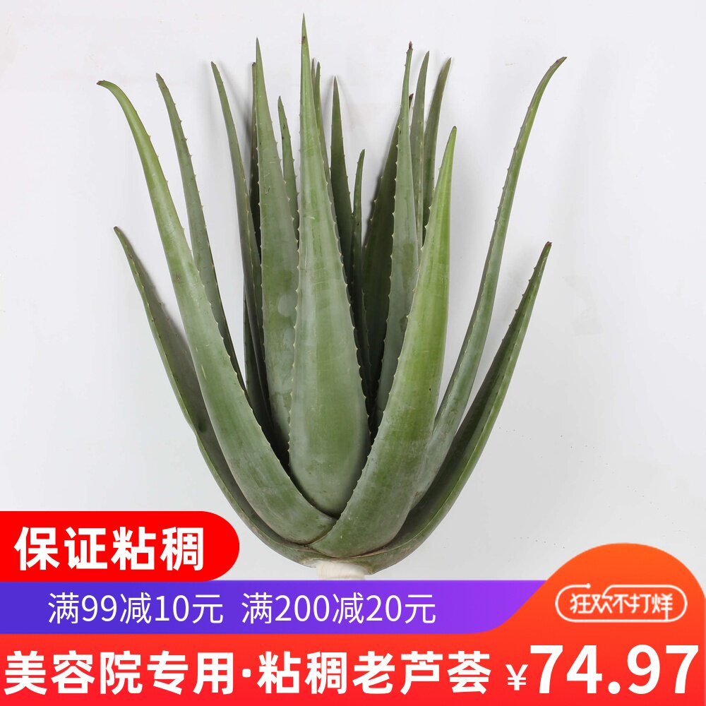 粘稠纳豆芦荟大棵美国库拉索芦荟美容植物芦荟灌肤美容院专用盆栽