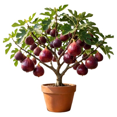 特大果无花果树果苗波姬红当年结