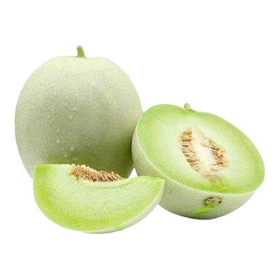 玉菇甜瓜苗羊角密绿宝石白甜瓜苗