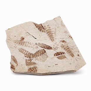 天然辽西白垩纪古生物三尾拟蜉蝣昆虫化石原石头地质科普教学摆件