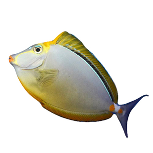 金毛吊 印度洋天狗吊 海水观赏鱼活体吊类食藻蓝吊黄金吊快递包活