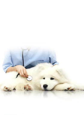 云宠全国定制肠胃专业体检幼犬