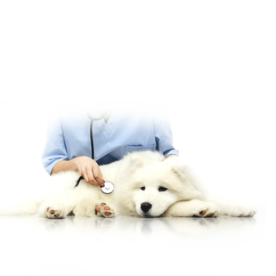 云宠宝宠物高端体检套餐猫狗通用DR拍片超声腹部分泌物检查