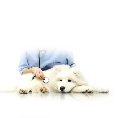 云宠全国定制肠胃专业体检幼犬