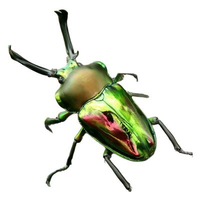 牧野虫社彩虹锹甲虫独角仙