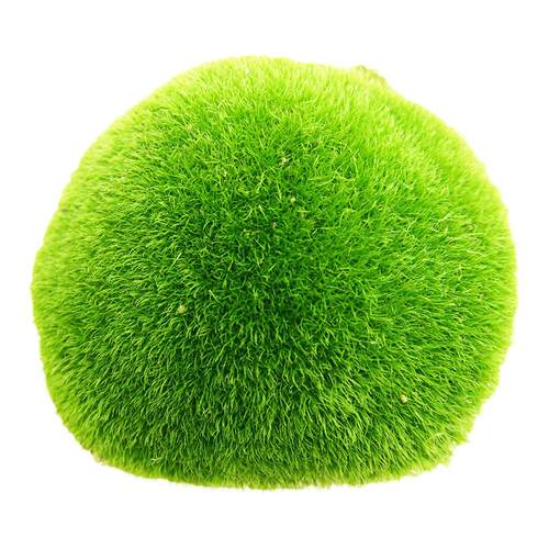 苔藓景观鲜活青苔盆栽铺面山水微景观造景植物草皮白发短绒