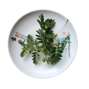 蒺藜当家时令野菜新鲜现挖现发带根带叶全草药用中药材500g装包邮