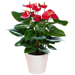 水培红掌盆栽带花一帆风顺花卉植物室内好养绿植鸿运当头四季开花